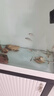 派乐特鱼缸松皮石造景石假山天然小块碎石多孔草缸成品原石片真石头 实拍图