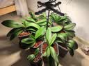 三思植物补光灯仿太阳室内全光谱展翅植物生长灯多肉LED补光灯鱼缸灯 【带调节支架】60W全光谱 实拍图