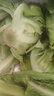 云南鲜生菜约400g 实拍图