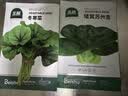北蔬苏州青黑叶矮脚种子苗秋冬耐寒糯米青菜油菜籽 矮箕苏州青种子40g 实拍图