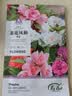 寿禾 茶花凤仙花种子种苗指甲花花卉种籽 混色茶花凤仙花种子约1000粒 实拍图
