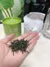 七春2026绿茶信阳毛尖新茶河南特产小罐装冷泡茶品鉴茶叶30g 实拍图