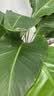 植男植女天堂鸟盆栽客厅室内好养大型落地真绿植办公室植物鹤望兰源头直发 实拍图