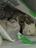 安井早餐组合3kg 烧麦+红豆包+奶香馒头 家庭装面点速冻早餐点心 实拍图