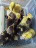 暖立方孵化器全自动家用孵化机鸡鸭鹅鸽子智能孵蛋器  12枚全自动单电 实拍图