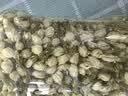 茗愿茉莉花苞110g广西横县三伏晴天茉莉花茶干花蕾泡水喝的花草养生茶 实拍图