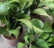 京东绿植绿萝盆栽除甲醛花卉绿植办公室新房净化空气180加仑4盆装源头直发 实拍图