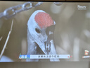 美硕（MEISHUO）投影仪幕布家用办公100英寸16:9壁挂光子幕屏幕高清家庭影院适配极米坚果小米小明当贝爱普生明 实拍图