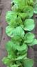 东合生物苏云金杆菌茵8000IU钻心虫菜青虫小菜蛾蔬菜兰花卉农药杀虫剂200g 实拍图