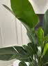 京东绿植天堂鸟盆栽客厅落地大型绿植大叶北欧风室内网红绿植好养源头直发 实拍图