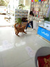 比瑞吉狗粮大中型犬老年犬俱乐部系列鸡肉鲣鱼海藻山药通用粮12kg7岁+ 实拍图