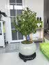 【限时秒杀】小叶赤楠盆景植物办公花卉基地直销批发绿植盆栽室内 赤楠+冰裂纹盆+苔藓+底座 实拍图