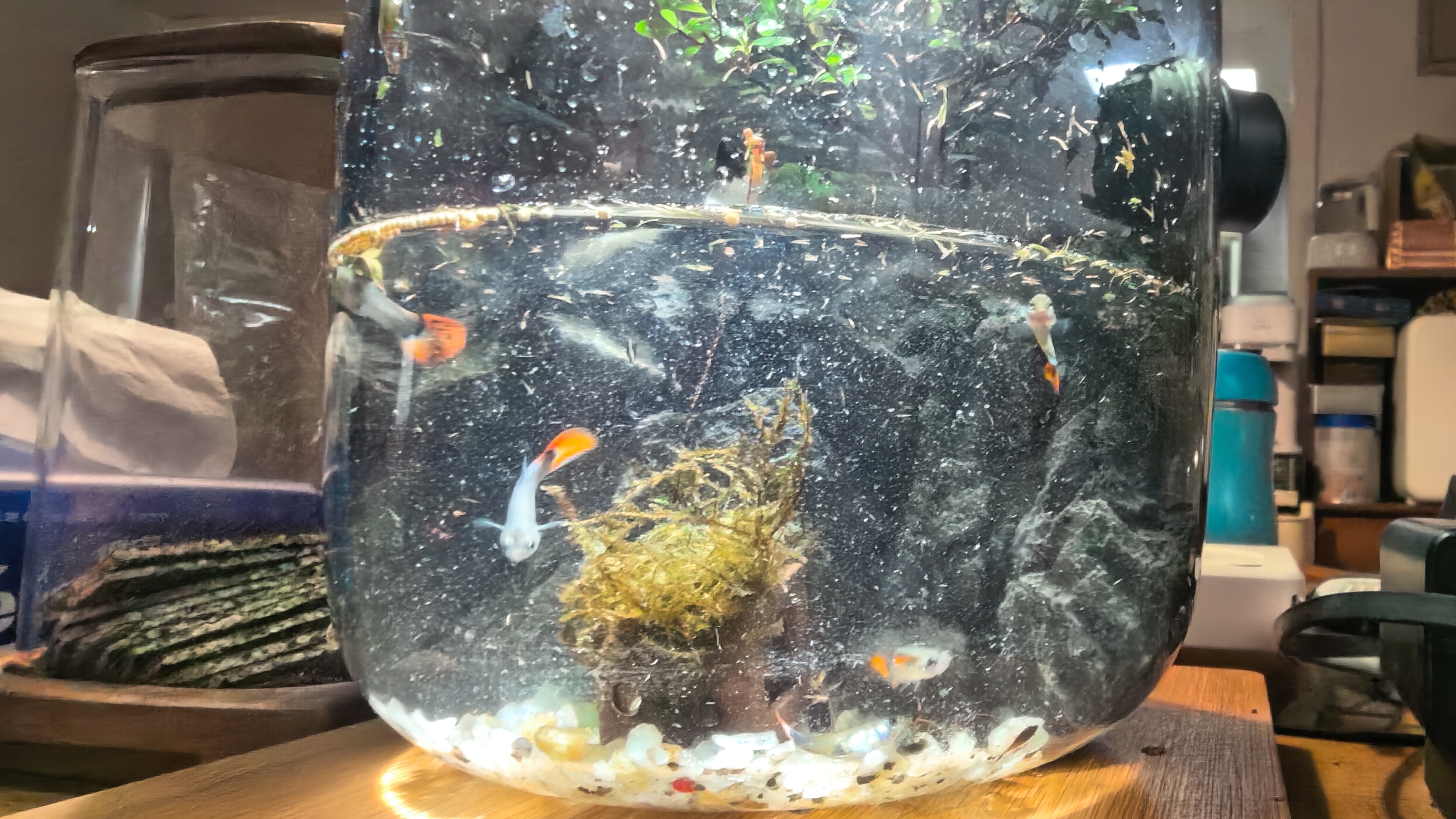 孔雀鱼纯种观赏鱼小型淡水好养热带鱼活体清道夫斑马金鱼小鱼鱼苗 特价孔雀鱼10条 实拍图