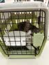 KimPets猫咪航空箱猫包外出便携猫笼子猫箱狗狗托运箱车载狗笼宠物太空舱 蒂安绿S 12斤内猫犬 【加厚耐磨】 送隔尿底板 实拍图