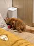 皇家猫粮 幼猫猫粮 幼猫奶糕 K36 通用粮 4-12月 2KG 实拍图
