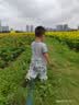 奕思瑞口琴儿童0-3岁婴幼儿乐器1初学者一岁宝宝玩具口风琴早教益智玩具 实拍图
