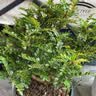 驱蚊虫清香胡椒木盆栽防蚊室内绿植外四季好养净化空气 清香木 （7年苗）30-40cm精品加仑盆+肥料 实拍图