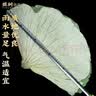 煜树荷叶20张整张（55-60cm）超大片 新鲜嫩绿可做荷叶鸡 实拍图