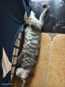 pidan猫砂 纯豆腐猫砂2.4kg*6包强力吸臭不易带出 可冲厕所非膨润土砂 实拍图