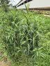 上海药皂香皂硫磺皂沐浴露男士祛痘液体硫磺香皂乳液洗发洗手洁面肥皂500g 实拍图