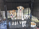 腆宠狗笼狗窝狗笼子大型犬中小型犬带厕所猫笼家用室内宠物笼子狗围栏 实拍图