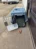 荣郁中华田园犬黑犬黄狗白狗虎斑四眼铁包金土狗幼犬活体 田园级 黄狗 公 实拍图