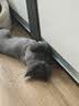 普安特猫咪体内驱虫药米尔贝肟吡喹酮片防治寄生虫成猫普乐妙56mg*1片 实拍图