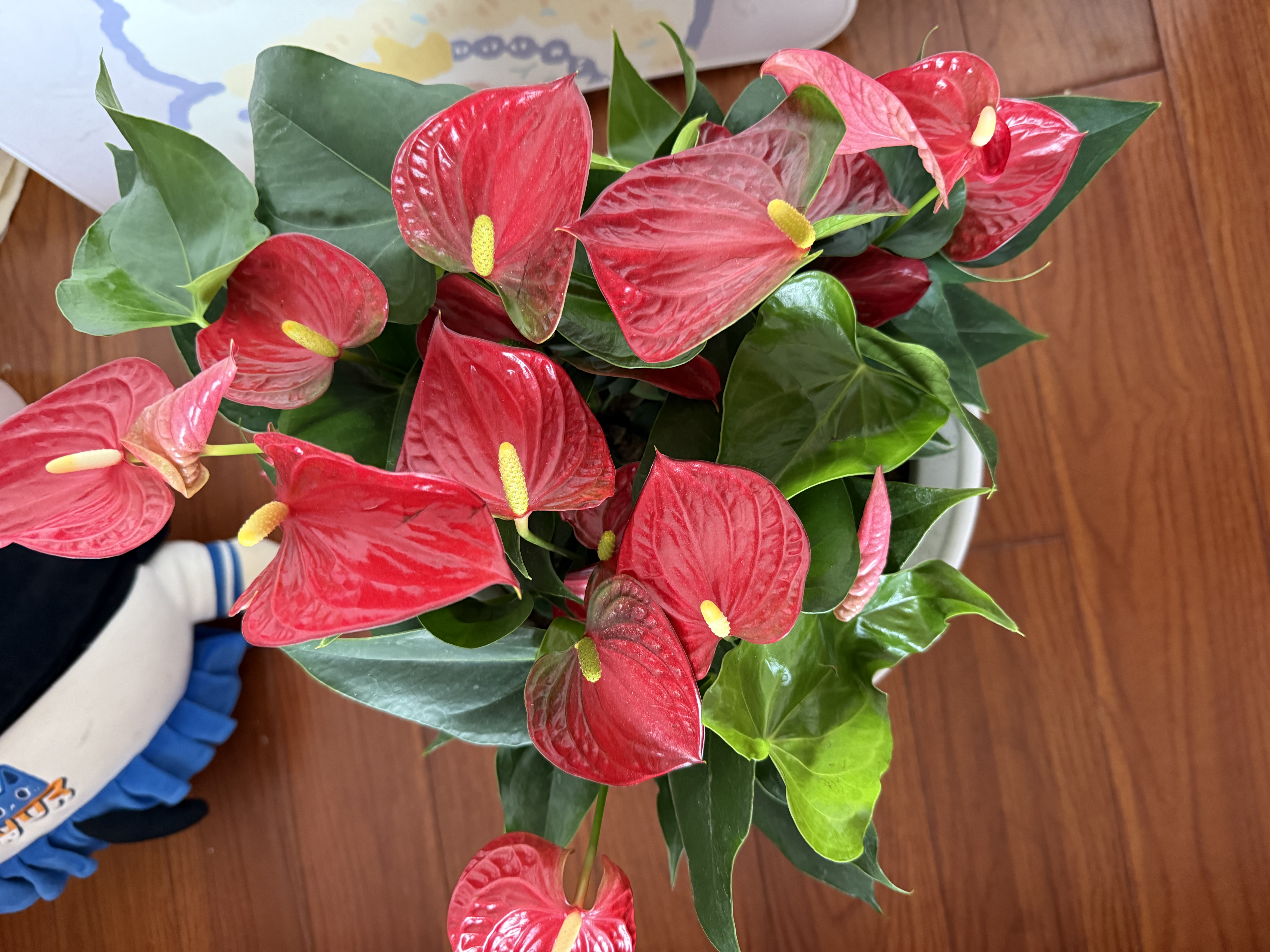 叹为观止18种吊兰任你选金边吊兰各种盆栽花卉客厅垂吊桌面植物净化空气 特级红掌【陶瓷盆】 不含盆 实拍图