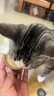 多特思猫罐头金饭碗24罐猫主食罐头奶糕成幼猫全价湿粮餐盒 实拍图