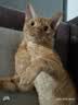 猫人（MiiOW）男士内裤男生款纯棉四角裤加肥加大码10A抑菌男式平角短裤头260斤 黑+深灰+中灰+浅灰-全裤抑菌 4条 6XL 【卡码拍大，建议重210-240斤】 实拍图