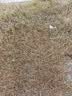 沃爷精草铵膦铵盐除草剂高浓度正品 草铵磷专用除杂草烂根剂强力除草 1000克（1瓶）+送5袋助剂 实拍图