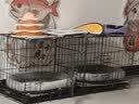 腆宠狗笼狗窝猫笼狗笼子中小型犬带厕所猫笼子大号家用室内狗围栏兔笼 实拍图