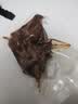 金锣酱卤猪蹄500g/袋休闲零食猪手肘子熟食下酒菜卤味方便面 实拍图