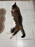 WEYES冻干鸡小胸500g桶装宠物猫狗零食肉干营养高蛋白适口性好 实拍图