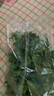 带根香菜100g 实拍图