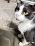 卡诗山茶花护发精油30ml礼盒装修护滋养保湿亮泽防毛躁柔顺生日礼物 实拍图