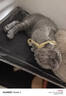 普安特宠物猫咪驱虫药驱虫体内外一体幼成虫跳蚤犬虱非泼罗尼爱滴克套装 实拍图