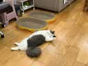 腆宠宠物航空箱小号 猫咪航空箱猫狗 猫包猫笼外出车载猫箱狗狗托运 实拍图