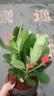 开时果 铁海棠盆栽带花发货 虎刺梅室内盆景绿植阳台窗台花卉开花植物 【铁海棠】舍得紫砂盆+圆底托 实拍图