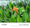 松下（Panasonic）Lumix G100D M43画幅相机 M43卡口 微单相机 无反数码相机 G100D+【12-60mm白盒】单镜套装 实拍图