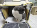 BNBNO猫包便携外出宠物拉杆箱猫咪双肩背包狗狗大容量行李箱猫笼子猫箱 实拍图