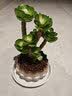 花翁室内客厅多肉绿植物花卉盆栽玉锦金钱木老桩（白莲花盆）源头直发 实拍图