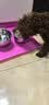 HELLOJOY狗碗食盆加大加深猫碗双碗保护颈椎猫狗宠物喝水碗饭盆干湿分离 实拍图