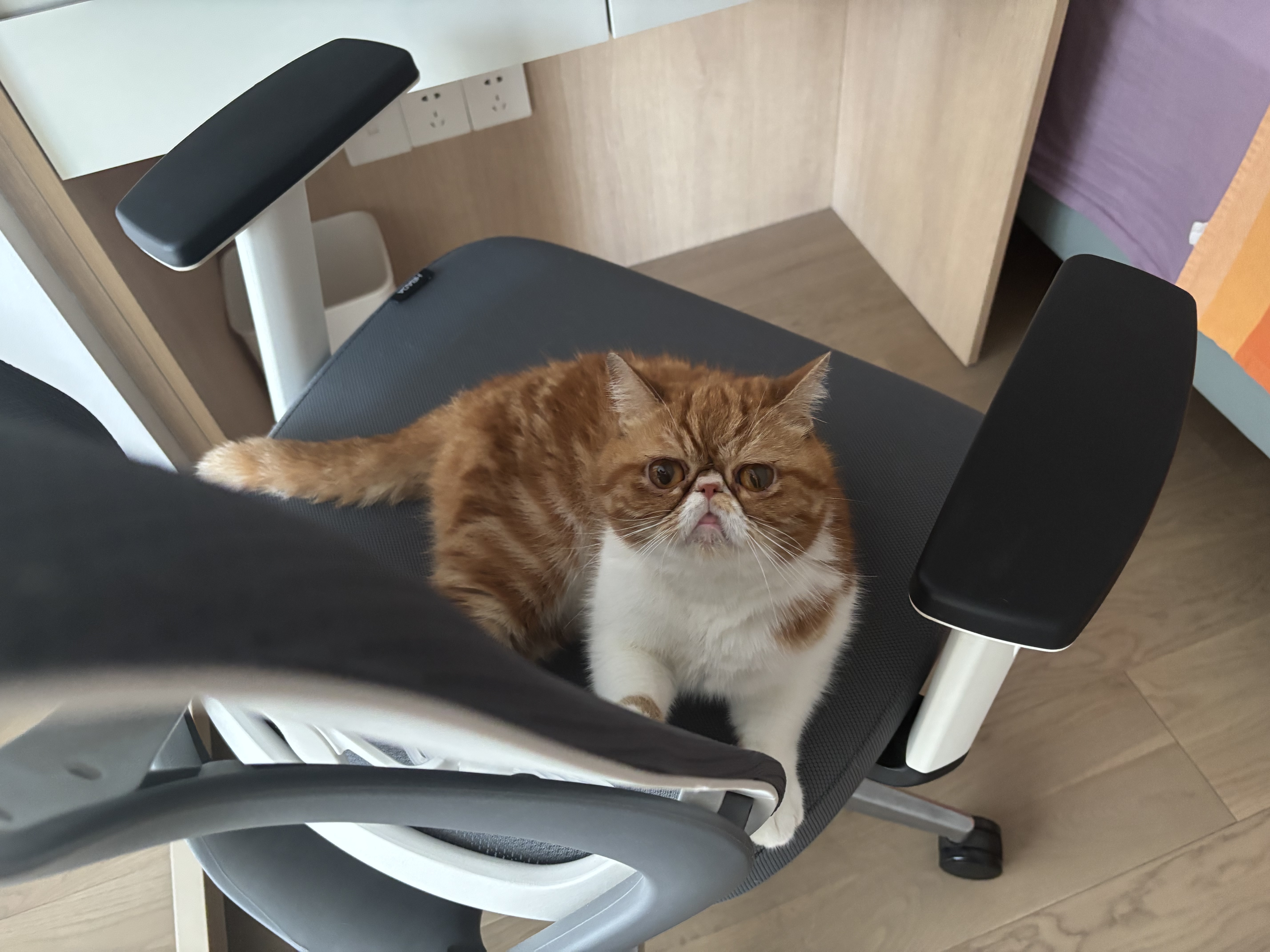 珍致猫咪零食磨牙洁齿成猫幼猫饼干60g鸡牛肉三文鱼喵脆之吻系列 喵脆随机混合口味60g*10包-效期26.12起 实拍图
