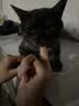 领先成猫尝鲜礼包主食级烘焙猫粮猫条餐盒汤包（新老款随机发货） 实拍图