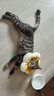 华元宠具（hoopet）猫咪伊丽莎白圈幼猫项圈宠物狗狗耻辱颈圈脖圈头套犬防舔防咬头罩 实拍图