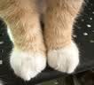 皇家猫粮 幼猫猫粮 幼猫奶糕 K36 通用粮 4-12月 2KG 实拍图
