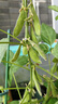 史丹利瓜果蔬菜植物营养液西瓜韭菜葡萄辣椒果树种菜肥料绿植花卉500ml 实拍图