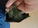 谢裕大绿茶黄山毛峰特级三等185g2026新茶雨前自饮口粮茶叶老茶客推荐 实拍图