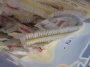 妙洁保鲜罩100只 LDPE透亮翻盖一次性家用食品级剩菜保鲜袋套保鲜膜套 实拍图